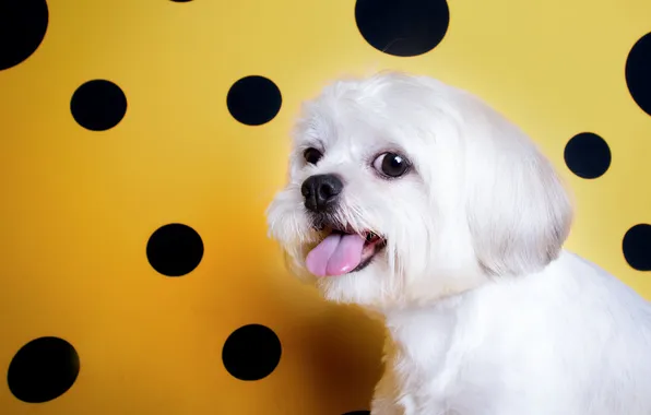 Language, look, pose, portrait, dog, white, face, lapdog