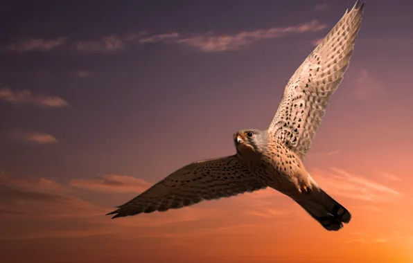 The sky, flight, bird, wings, Falcon, flies, photoart