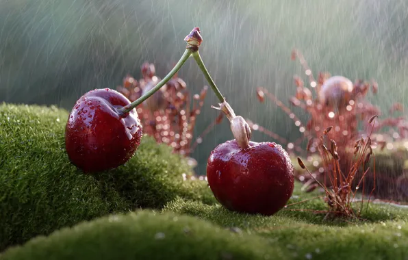 Picture drops, macro, cherry, berries, rain, moss, snail, Tanya Markova