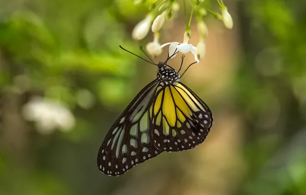 Picture flower, butterfly, bokeh