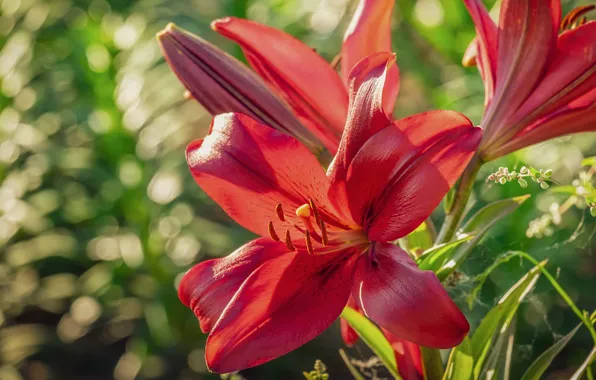 Greens, summer, light, flowers, red, Lily, garden, buds