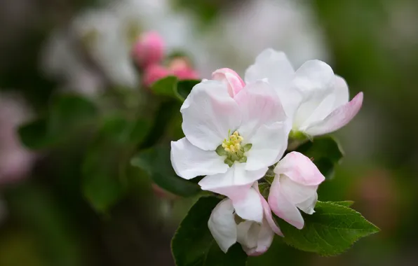 Leaves, flowers, branch, spring, pink, white, Apple, flowering
