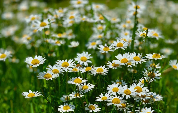 Greens, summer, flowers, glade, chamomile, spring, meadow, white