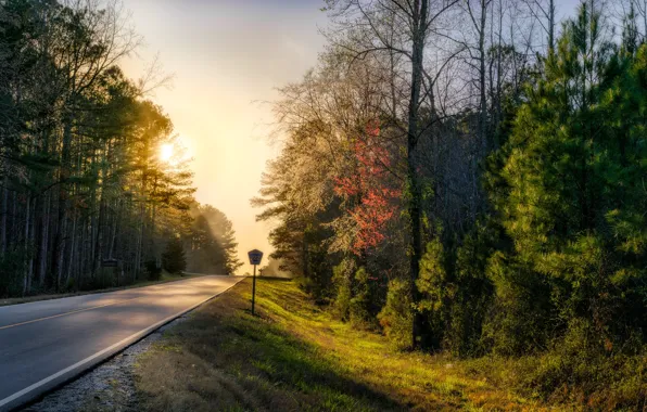 Road, forest, nature, morning