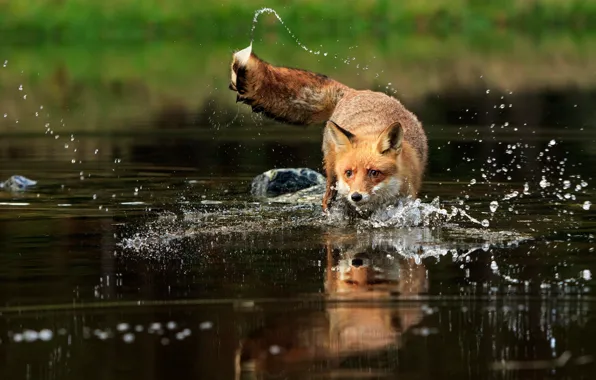 Picture look, face, water, squirt, reflection, bathing, Fox, tail
