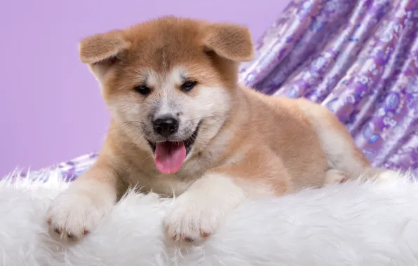 Picture sweetheart, puppy, Japanese Akita