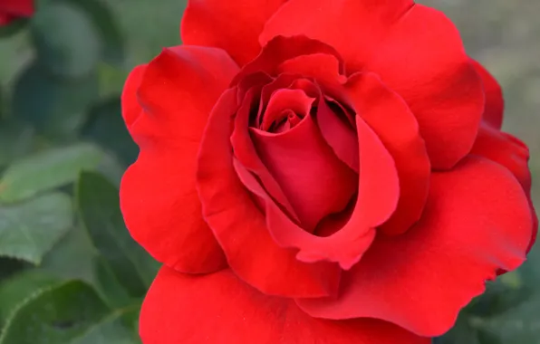 Picture close-up, petals, beautiful, scarlet rose