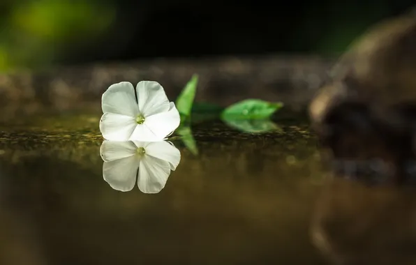 White, flowers, reflection, petals