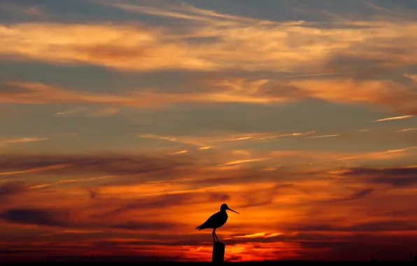 Picture the sky, clouds, sunset, bird, silhouette