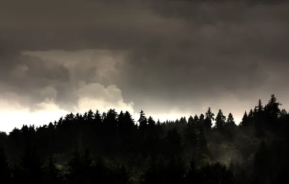 The sky, trees, Wallpaper, landscapes, forest