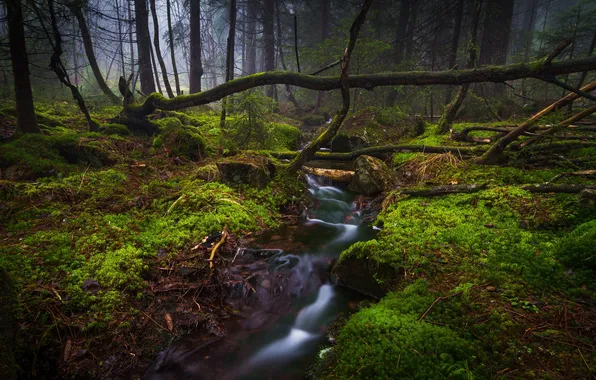Picture forest, fog, plants, stream, moss