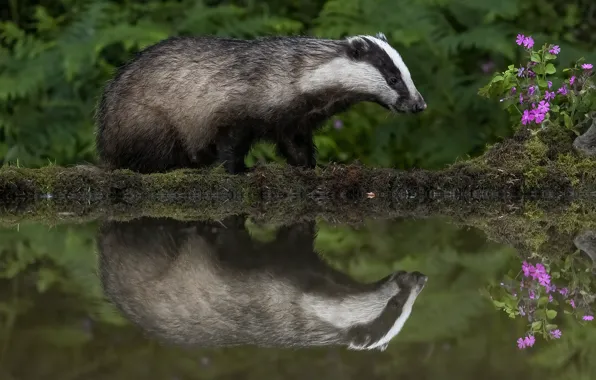 Flowers, reflection, pond, badger