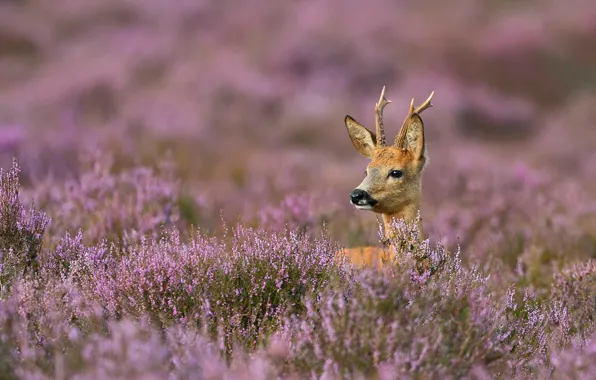 Picture thickets, horns, Heather, European ROE deer