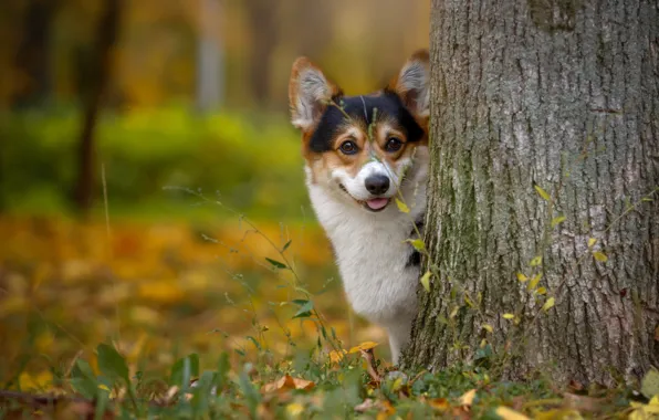 Tree, muzzle, Corgi