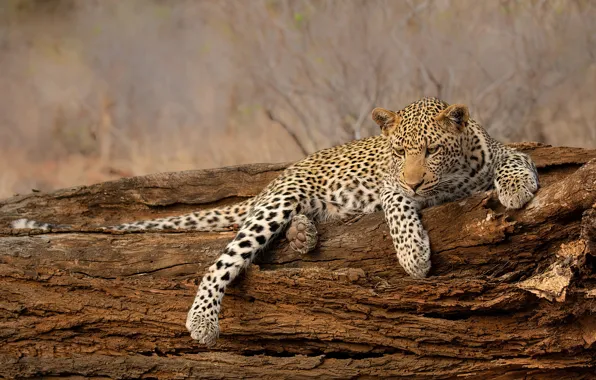 Branches, nature, pose, background, tree, paws, leopard, lies