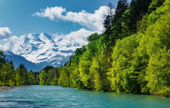 Greens, forest, the sky, the sun, clouds, trees, mountains, river