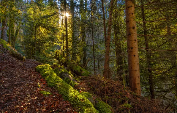 Autumn, forest, leaves, the sun, trees, branches, moss, slope