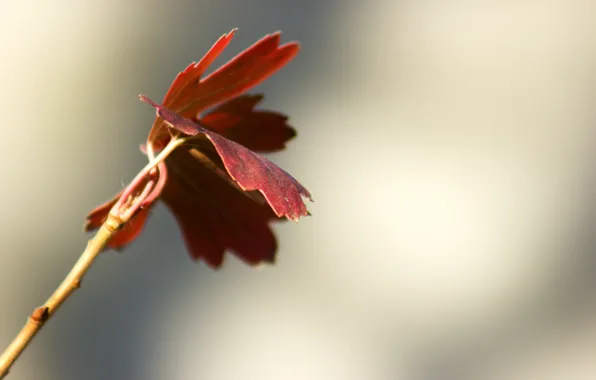 Picture autumn, leaves, branches, red, nature, background, Wallpaper, maple
