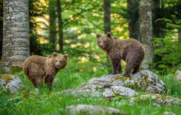 Forest, summer, bears