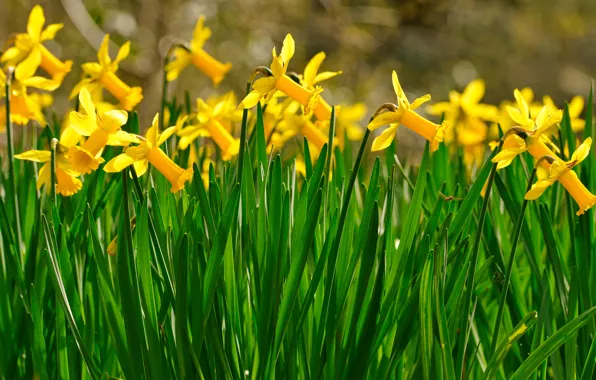 Flowers, yellow, spring, flowerbed, a lot, daffodils