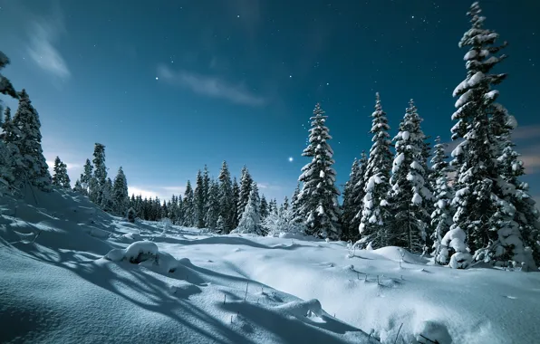 Winter, the sky, snow, trees, landscape, nature, stars, the evening