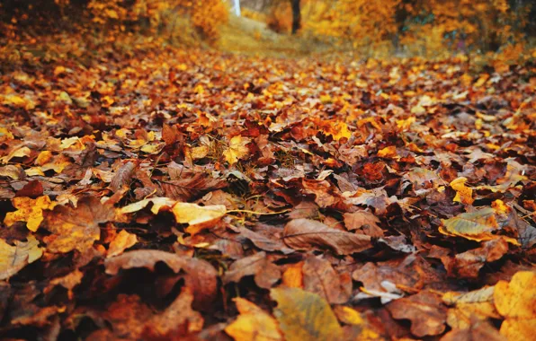 Autumn, leaves, nature, Park, glade, foliage, leaf, falling leaves