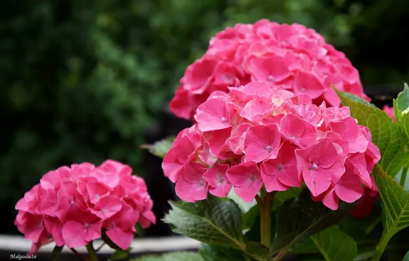 Flower, garden, blooming, rhododendron