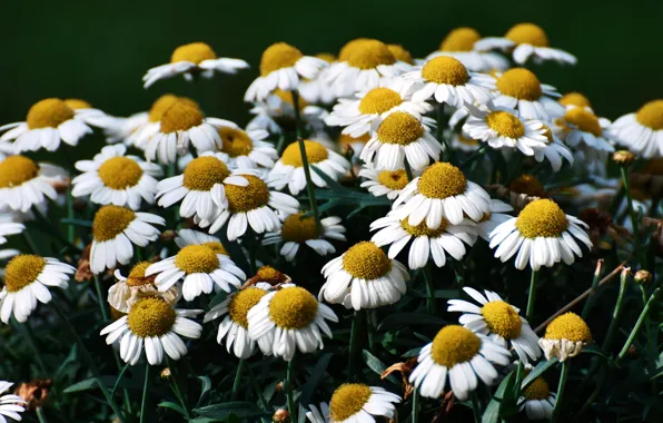 Picture greens, leaves, flowers, the dark background, chamomile, bouquet, white, flowerbed