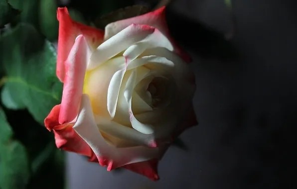 White, red, roses, twilight