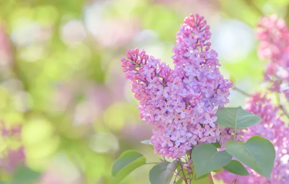 Macro, branches, leaves, lilac, bokeh, inflorescence
