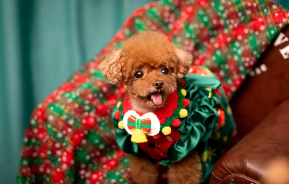 Language, look, dog, chair, Christmas, costume, collar, outfit