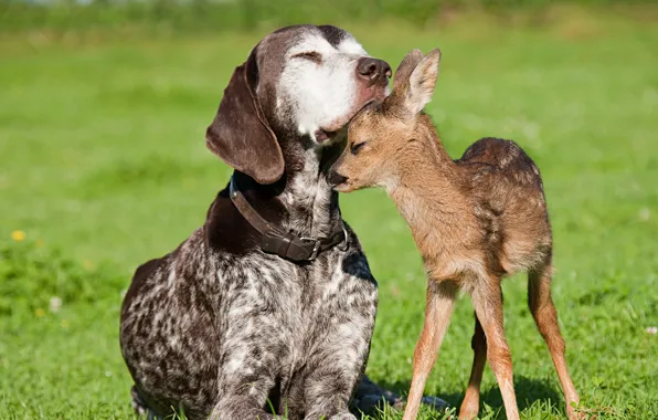 Dog, friendship, fawn