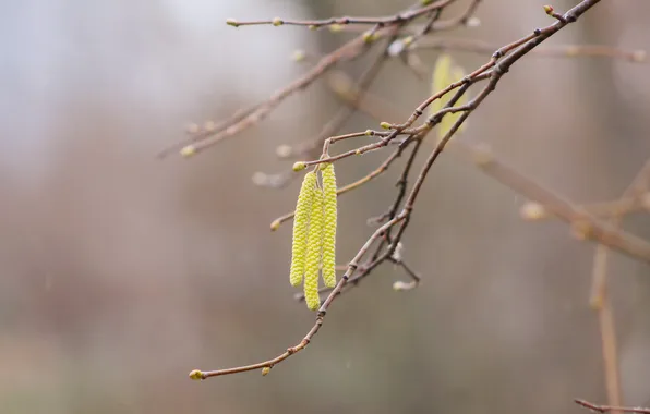 Tree, plant, twig