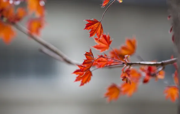 Picture leaves, branches, bokeh