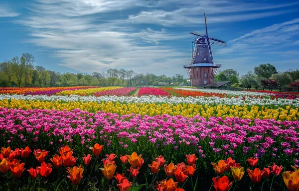 The sky, clouds, flowers, blue, bright, spring, tulips, colorful