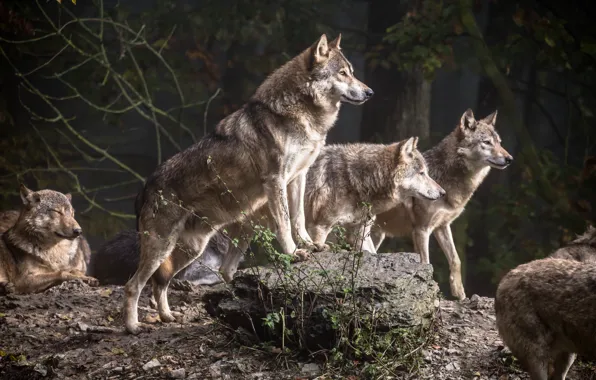 Picture predators, pack, wolves