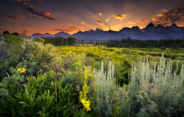Greens, field, forest, clouds, trees, sunset, flowers, mountains