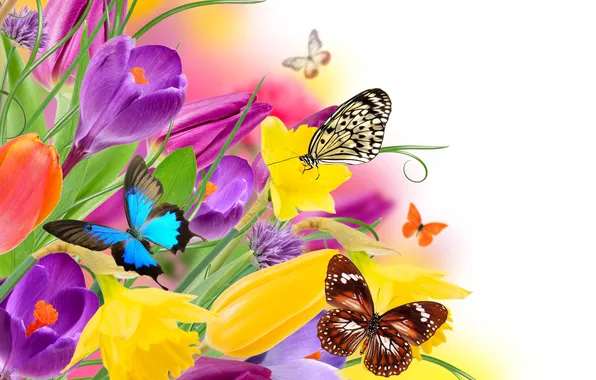 Picture flowers, nature, collage, butterfly, wings, Krokus