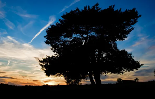 Picture the sky, sunset, tree, shadow