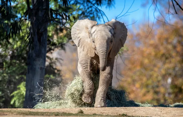Picture trees, branches, nature, background, elephant, baby, hay, walk