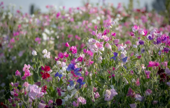 Picture pink, meadow, sweet peas