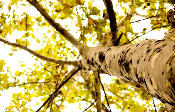 Leaves, macro, background, tree, widescreen, Wallpaper, foliage, wallpaper