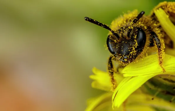 Flower, look, macro, yellow, pose, bee, pollen, portrait