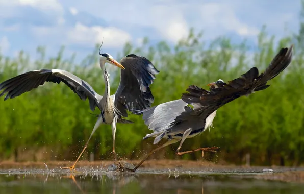 Birds, dancing, herons