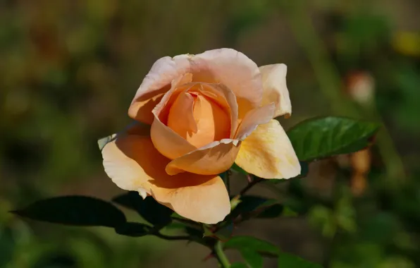 Leaves, flowers, orange, yellow, background, roses, buds, bokeh