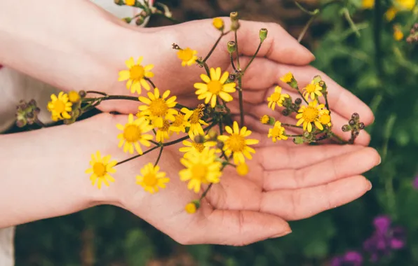 Picture flowers, yellow, hands, petals, palm