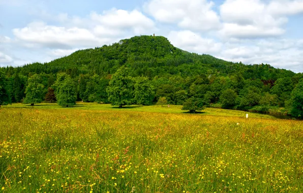 Greens, forest, summer, the sky, grass, the sun, clouds, trees