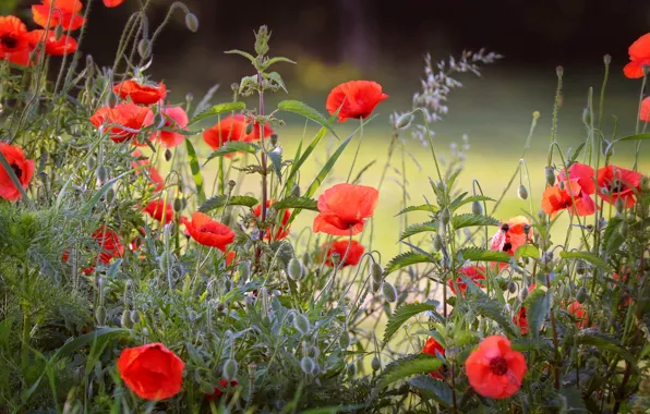Summer, grass, flowers, red, glade, plant, Maki, meadow