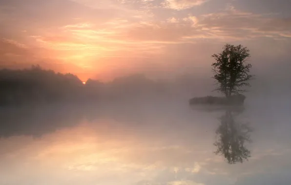 Fog, lake, reflection, tree, morning