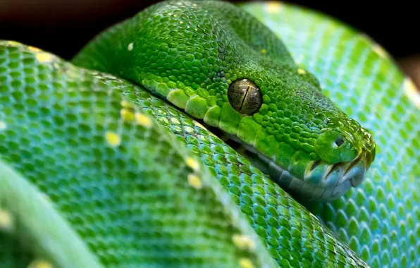 Look, green, snake, Python, reptile